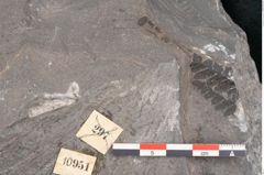 Foto (Detailansicht) von Hawlea miltoni Artis (NHMW-GEO-2024-0188-10951)
